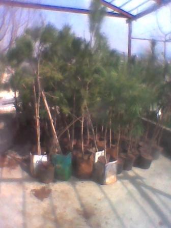 صورة وقف الجامع الكبير يوزع عشرات الصنوبر البلدي