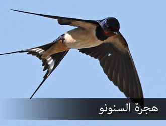 صورة في بلد السّنونو