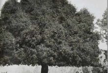 صورة التعليم من تحت السنديانة إلى الكتاتيب