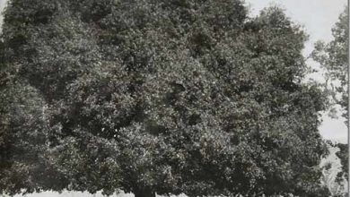 صورة التعليم من تحت السنديانة إلى الكتاتيب