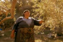 صورة موسم الزيتون في برجا… موسم البركة