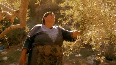 صورة موسم الزيتون في برجا… موسم البركة