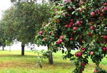 صورة الباعة المتجولون من زمن مضى.