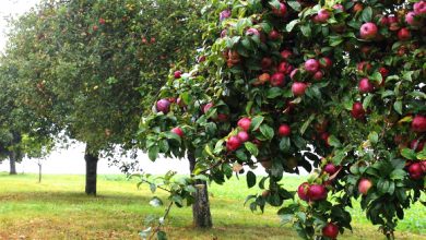 صورة الباعة المتجولون من زمن مضى.